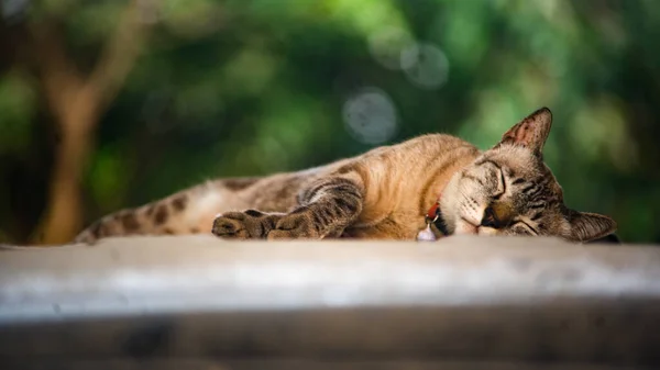 在屋顶上睡觉的猫 — 图库照片