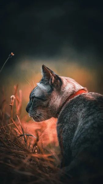 Cat Facing Something — Stock Photo, Image