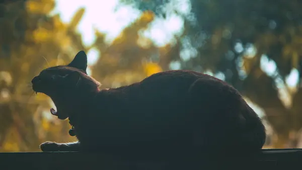 美しいバックグラウンドで目覚める猫 — ストック写真