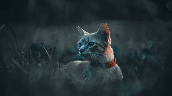 Портрет Красивой Кошки — стоковое фото