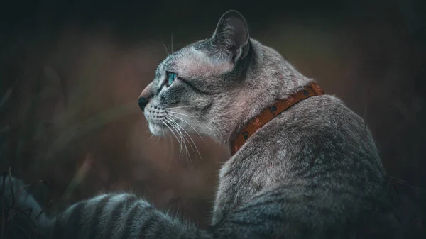 Relaxed Domestic Cat Outdoor — Stock Photo, Image