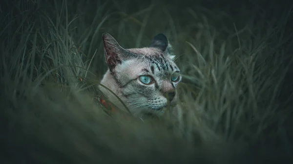 一只掠夺性的猫潜伏在绿灌木丛中 — 图库照片