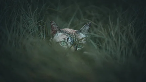 緑の茂みに潜んでいる捕食猫 — ストック写真
