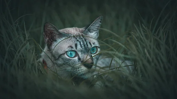 Närbild Katt Naturen — Stockfoto
