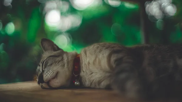 Κοιμισμένη Γάτα Στο Πάτωμα — Φωτογραφία Αρχείου