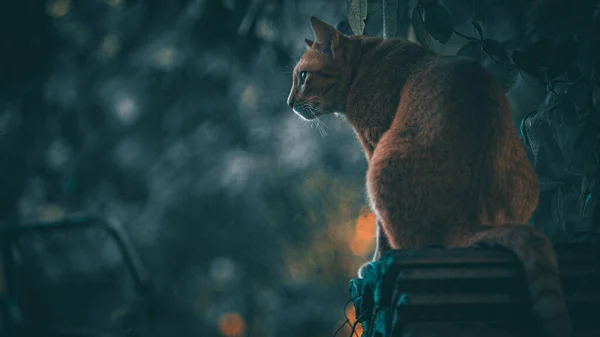 Egy Macska Aki Feláll Gyanakvóan Néz Valamire — Stock Fotó