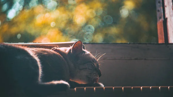 Кіт Спить Піаніно — стокове фото