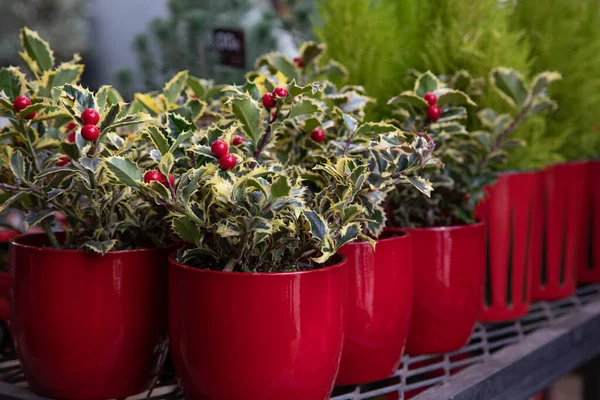 Aralık 'ta Yunan bahçe tezgahına ilex aquifolium sakladım. Yatay. Gün ışığı. Yakın plan..