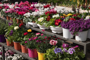 Tatlı Alyssum, Primrose ya da Primula vulgaris, Pers Buttercup ya da Ranunculus asiaticus gibi güzel bahar çiçekleri, baharda Yunan bahçe dükkanındaki mini karanfiller,.
