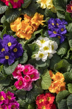 Çok renkli Primrose, Primula vulgaris çiçeği - üst manzara. Dikey.