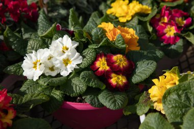 Çok renkli Primrose, Primula vulgaris baharda Yunan bahçe dükkanının bahçesinde çiçek açıyor. Yatay olarak. Yakın plan..