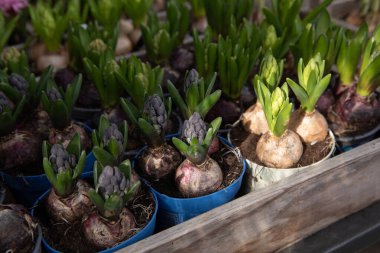 Genç Hyacinthus orientalis ampulleri Yunan bahçe dükkanındaki fidan tepsilerinde toprağa gömülüydü - bahar çiçeği dikme konseptine hazırlık. Yatay olarak. Seçici odak.