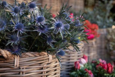 Yunan çiçekçisinde Eryngium Devedikeni İkramiye Mavisi bitkisi dolu bir kova. Dikey. Yakın plan..