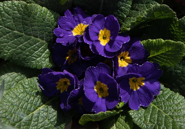 Violet Primrose, Primula vulgaris çiçeği - üst manzara. Yatay olarak. Yakın plan..