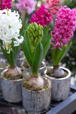 Young Hyacinthus orientalis ready to bloom at the greek garden shop in spring. Vertical. Selective focus. Close-up.
