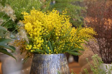 Vase of fresh cut Acacia Dealbata, also known as silver wattle or mimosa in spring. Horizontal. Selective focus. Close-up.