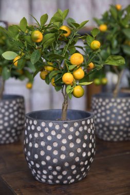 Kalamondin veya Citrus mitis bitkisi. Baharın başında Yunan bahçe dükkanında portakal meyveleri sergileniyor. Dikey. Seçici odak.