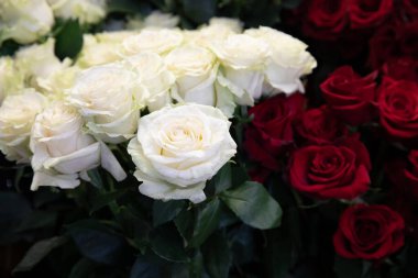 Variety of beautiful fresh cut white and red roses in the flower garden shop. Preparations for Valentines Day. Horizontal. Selective focus. Close-up.