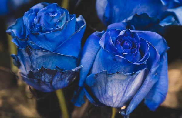 ロマンチックな青いバラ あなたのための花の背景 水平だ — ストック写真