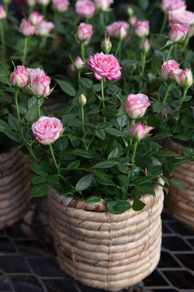 Beautiful Pink Roses Potted Greek Flower Garden Shop Spring Vertical — Stock Photo, Image