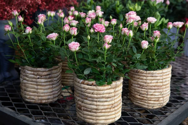 Beautiful Pink Roses Potted Greek Flower Garden Shop Spring Horizontal — Stock Photo, Image