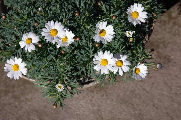 Jours Jardin Fleurs Leucanthemum Vulgare Communément Connu Sous Nom Marguerite — Photo