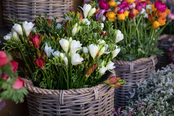 Plný Kbelík Čerstvě Nakrájené Krásné Barevné Freezie Květiny Řecké Zahradě — Stock fotografie