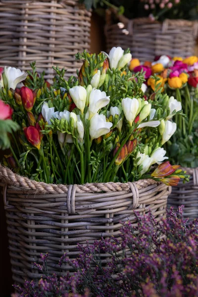 Balde Cheio Corte Fresco Belas Flores Freesia Coloridas Loja Flores — Fotografia de Stock