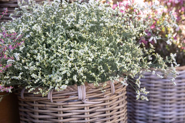 Wicker Basket Full Fresh Cut White Limonium Platyphyllum Flowers Florists — Stock Photo, Image
