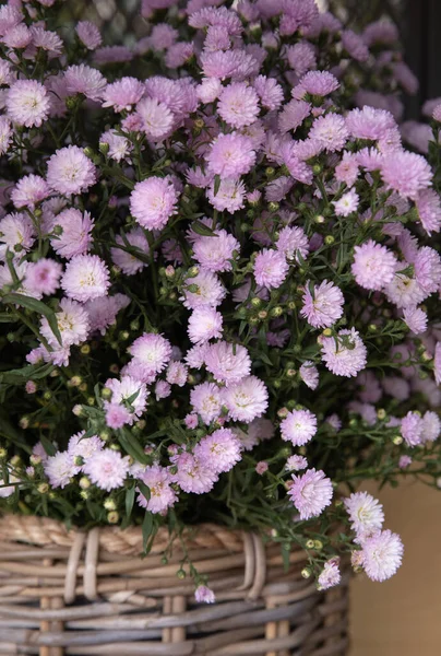 Fraîchement Coupé Belles Fleurs Aster Rose Clair Boutique Jardin Grec — Photo