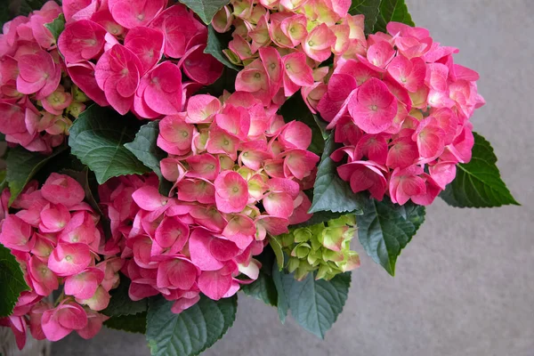 Pink hydrangea or Hydrangea macrophylla in spring - floral background.Top view. Horizontal. Close-up.