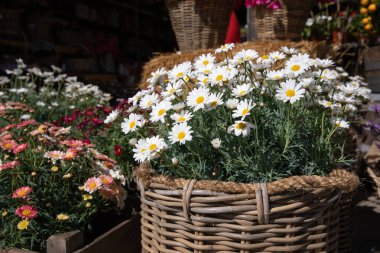 Çiçek açan Leucanthemum vulgare, yaygın olarak öküz gözü papatyası, öküz gözü papatyası, baharda Yunan bahçe dükkanının açık havası olarak bilinir. Yatay olarak. Gün ışığı.