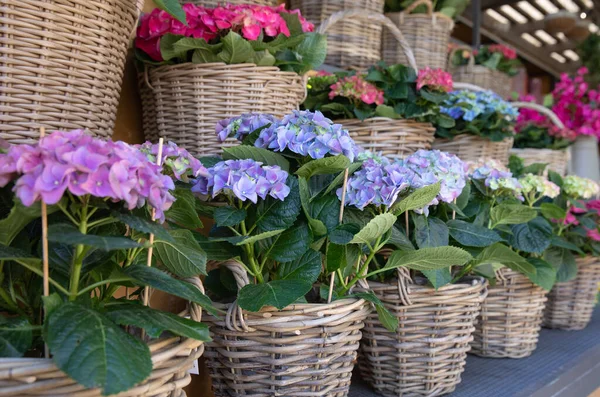 Piękne Hortensje Lub Hortensje Makrofilla Doniczkowane Sklepie Ogrodniczym Sprzedaż Wiosną — Zdjęcie stockowe