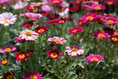 İlkbaharda güzel çiçek açan Dimorphoteca ya da Afrika papatyası rengi çiçek tarhı. Yatay olarak. Seçici odaklanma. Yakın plan..