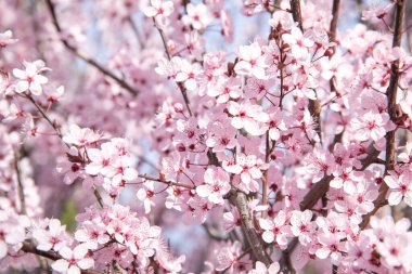 İlkbaharda pembe çiçeklerle çiçek açan ağaç. Yatay olarak. Yakın plan..