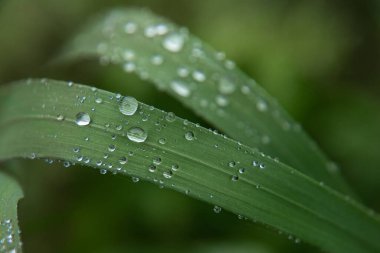 İlkbaharda yağmurdan sonra yeşil çimenler ve su damlaları. Yatay olarak. Yakın plan. Seçici odak.