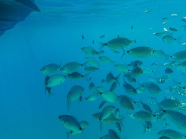 Canlı sualtı dünyasını keşfeden balık sürüleri berrak deniz suyunda zarafetle süzülerek huzurlu bir deniz dalışı sırasında büyüleyici bir deniz ekosistemini ortaya çıkardılar..