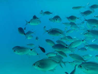 Mavi berrak deniz suyu ve canlı balık sürüsü. Sualtı sahnesi, deniz yaşamının güzelliğini ve okyanus keşiflerinin sükunetini gözler önüne seriyor..