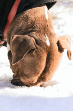 Amerikan Bulldog 'u burnunu kara gömüp kokluyor. Yakın plan. Gün.