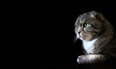İskoç kedisinin portresi, yeşil gözlü, gri kürklü ve beyaz göğüslü, siyah arkaplanlı. Kedi resmin sol tarafına kopyalama alanı ile odaklanır.