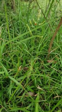 Ormanda yeşil yosun