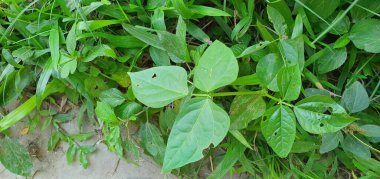 Köyün bilinmeyen yaprağı