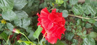 Bahçedeki kırmızı çiçek