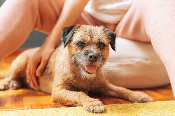 Küçük, dopingli kahverengi köpek ailesiyle birlikte toprağa gömülüyor.