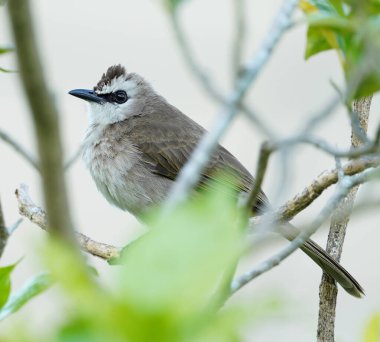 Kordon 'un çatısındaki Sarı havalandırma borusu - Körfez tiyatrosu