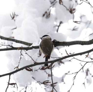 White grey bird sleeping on snow pillow in Croatian Plitvice Lake National Park clipart