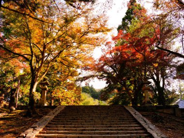 Autumnal deer in Nara Japan clipart