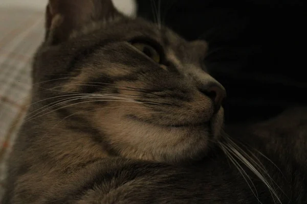 카메라 앞에서 것뿐만 아니라 스타를 좋아하는 고양이의 그녀는 에너지와 생명력으로 — 스톡 사진