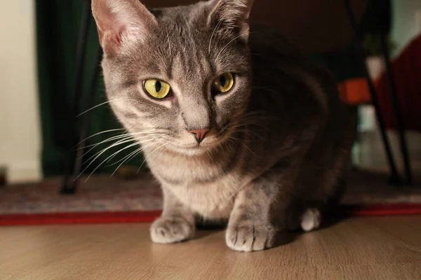 Foto Van Een Jarige Kat Die Graag Speelt Maar Ook — Stockfoto