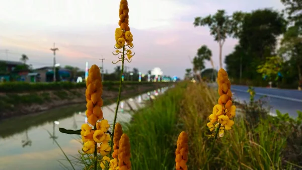 Żółte Kwiaty Kwitną Wzdłuż Drogi Kanałowej Sąsiedztwa — Zdjęcie stockowe